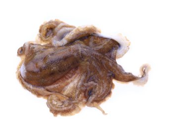 Beyaz arkaplanda ahtapot