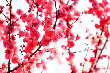 Çiçek açan şeftali çiçeği, çok güzel.