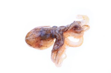 Beyaz arkaplanda ahtapot