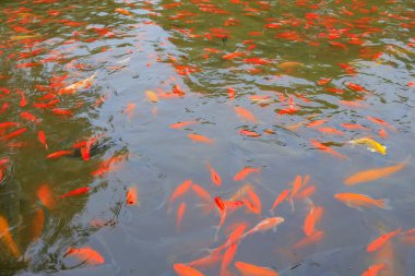 Birçok Japon balığı gölette.