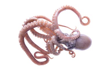 Beyaz arkaplanda ahtapot