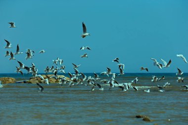 Martılar denizde uçar.