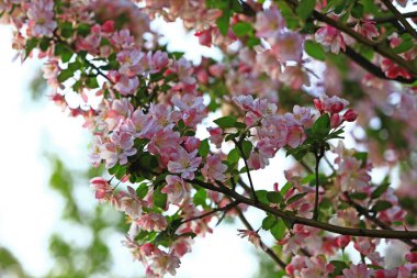 Çin çiçekli yaban elması. 