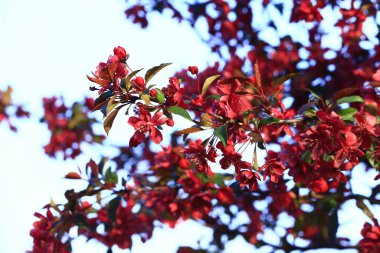 Çin çiçekli yaban elması. 