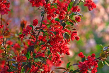 Çin çiçekli yaban elması. 