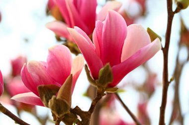 Manolya çiçeği İlkbaharda çok güzeldir