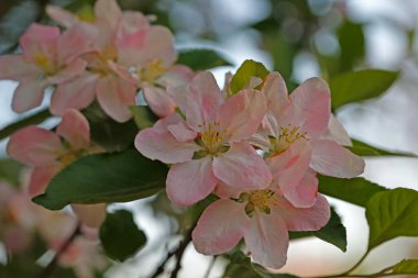 Çin çiçekli yaban elması. 