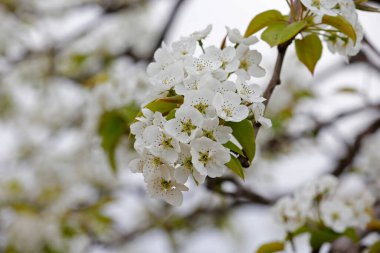 Manolya çiçeği İlkbaharda çok güzeldir