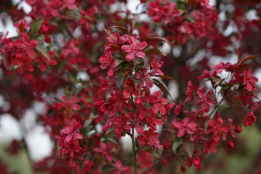 Çin çiçekli yaban elması. 