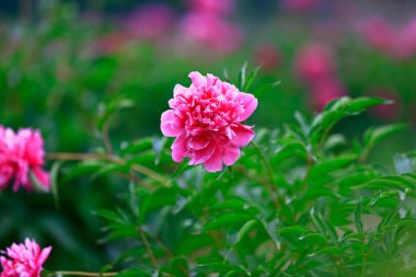 Çiçekli şakayık, çok güzel.