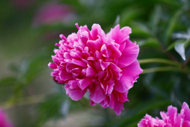 Çiçekli şakayık, çok güzel.