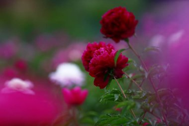 Çiçekli şakayık, çok güzel.