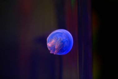 Manolya çiçeği İlkbaharda çok güzeldir