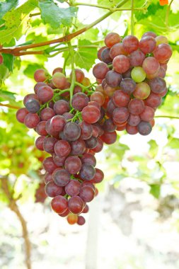 Ağaçta asılı olgun üzümler