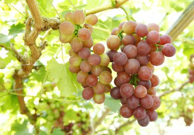 Ağaçta asılı olgun üzümler