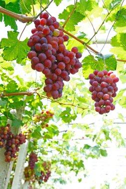 Ağaçta asılı olgun üzümler