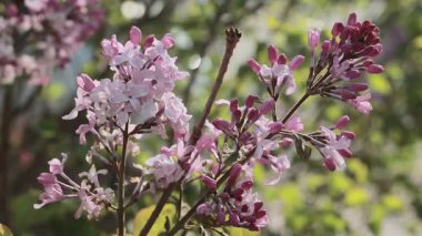 Mor leylak çiçeği çiçeği yakın plan