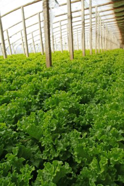 Marul fidanlıkta yetişir. 