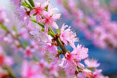 Şeftali çiçeğindeki sera barınağı tamamen çiçek açmış.