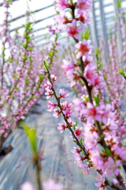 Şeftali çiçeğindeki sera barınağı tamamen çiçek açmış.