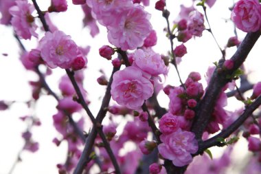 Çiçek açan şeftali çiçekleri çok güzel.