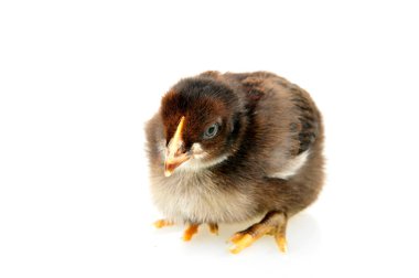 Beyaz arka plandaki tavuk. 