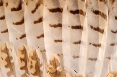 Kartal tüyleri, yakın çekim.