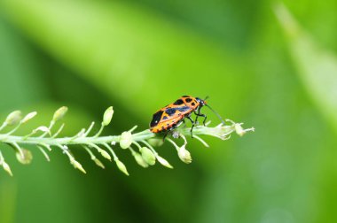 Böcekler gibi, vahşi doğa ortamında yakalandılar. 