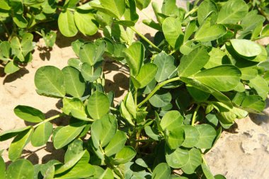 Fıstık tarlaları vahşi doğada yetişir.