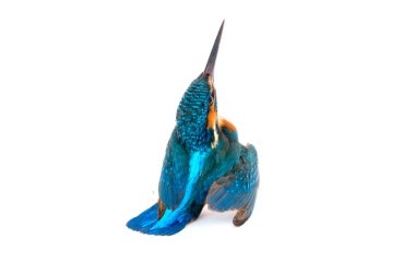 Beyaz arka planda Kingfisher 