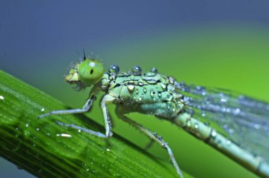 Yusufçukların makro özellikleri 