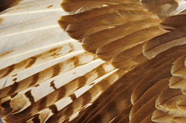 Kartal tüyleri, yakın çekim.