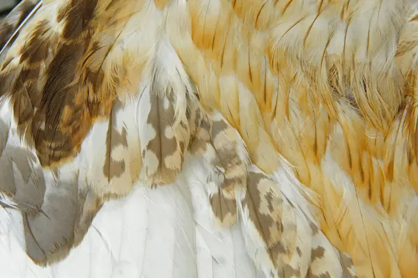 Kartal tüyleri, yakın çekim.