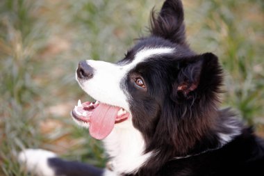 Doğada oynayan sınır köpekleri