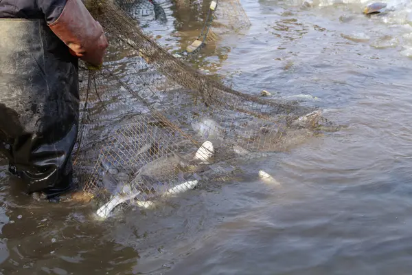 Balık ağlarındaki balıklar.