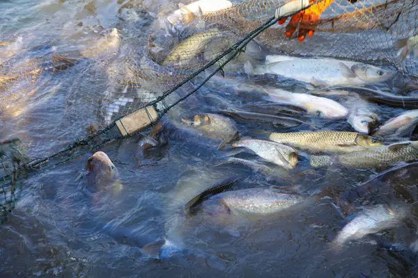 Balık ağlarındaki balıklar.
