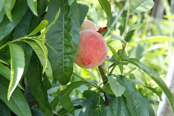 Organik şeftali ağacı dalı