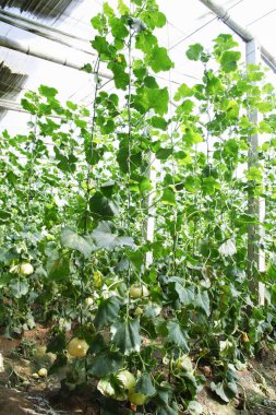 Karpuz serada yetişir.