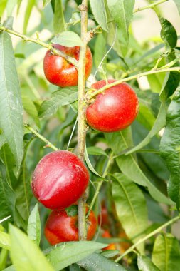 Organik şeftali ağacı dalı