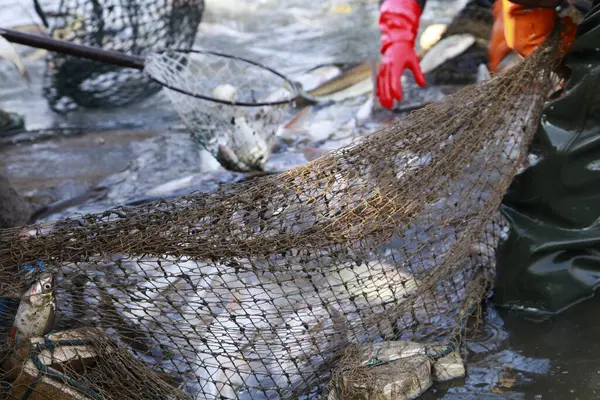 Balık ağlarındaki balıklar.
