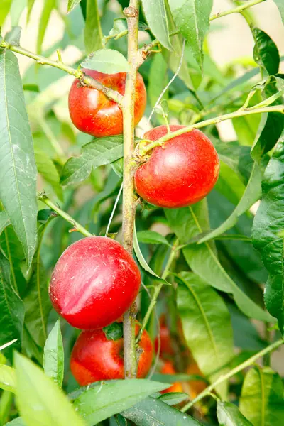 Organik şeftali ağacı dalı