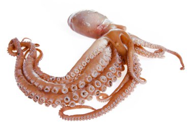 Ahtapot beyaz arkaplanda izole edildi