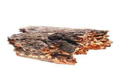 Beyaz arka planda çam kabuğu