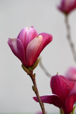 Magnolia çiçek açmış, çok güzel.
