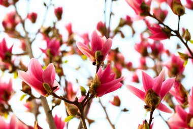 Magnolia çiçek açmış, çok güzel.