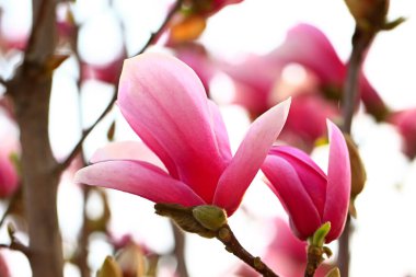 Magnolia çiçek açmış, çok güzel.