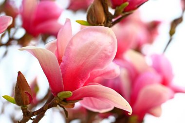 Magnolia çiçek açmış, çok güzel.