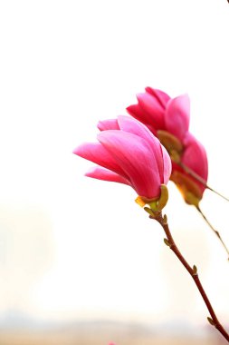 Magnolia çiçek açmış, çok güzel.