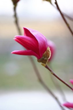 Magnolia çiçek açmış, çok güzel.