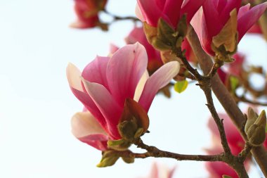 Magnolia çiçek açmış, çok güzel.